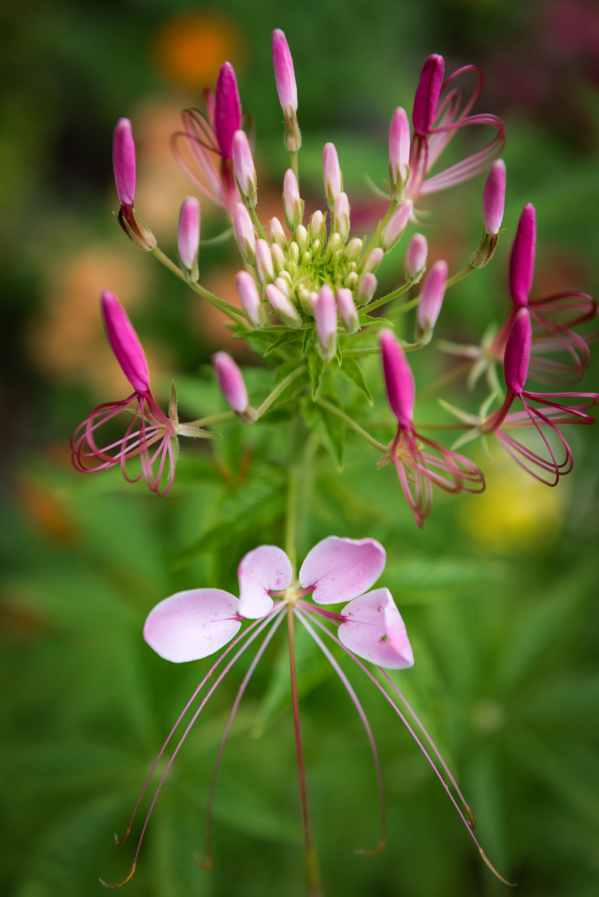 Lisa Swarthout's Garden